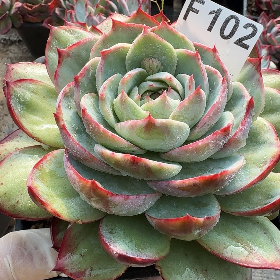 :***࿐惊鸿惊鸿惊鸿 102...........