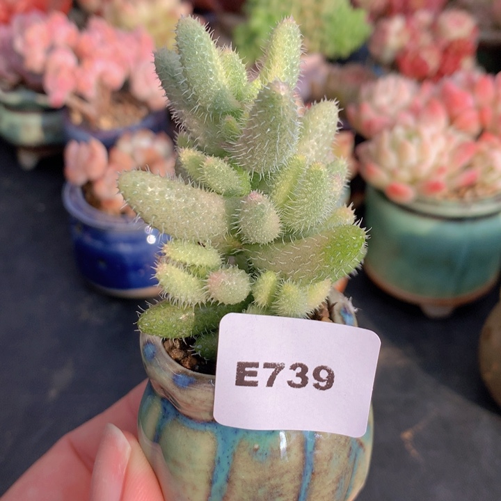 一物一拍含盆土满38包邮E739