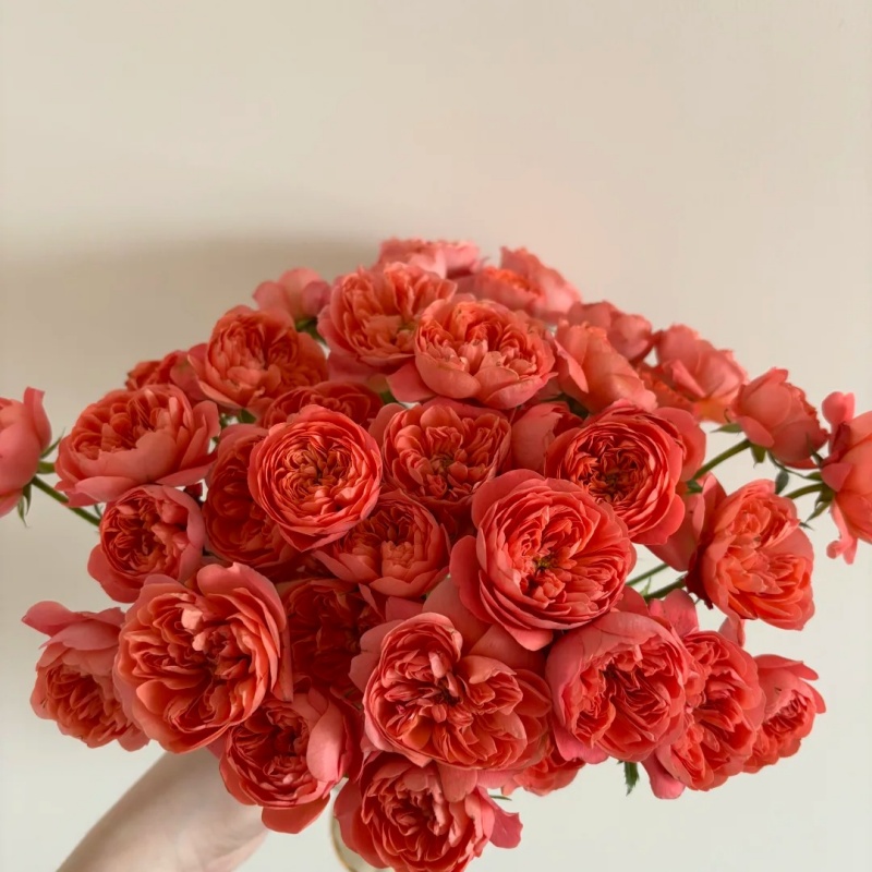 【满4单顺丰包邮】多头玫西瓜汁 花晨达云南鲜花批发