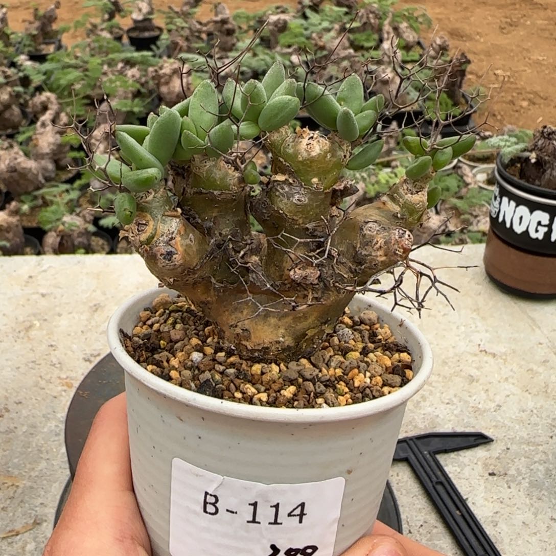 114钢丝万物想块根植物