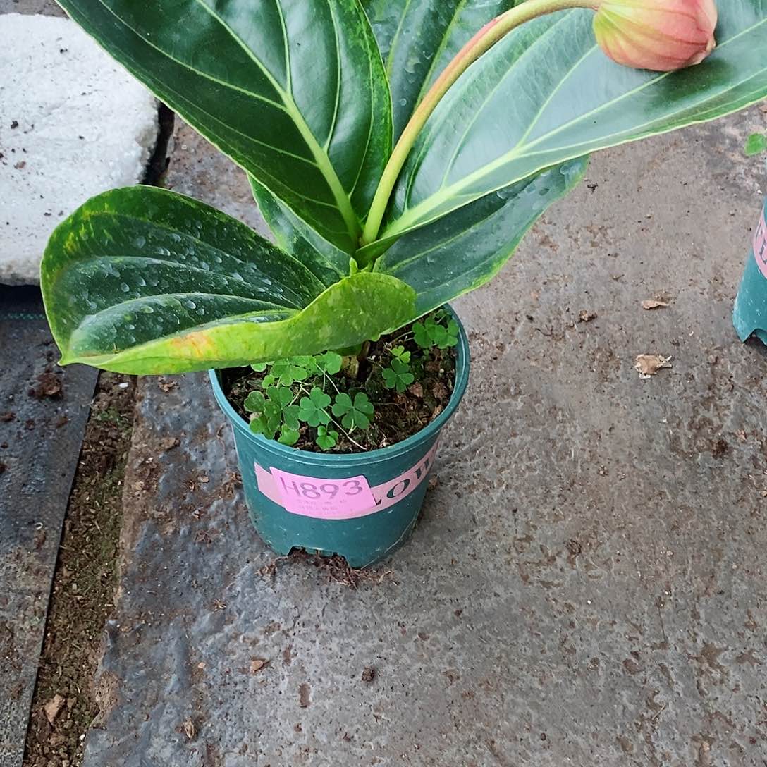 无花朵好**梦木本花卉893叶损