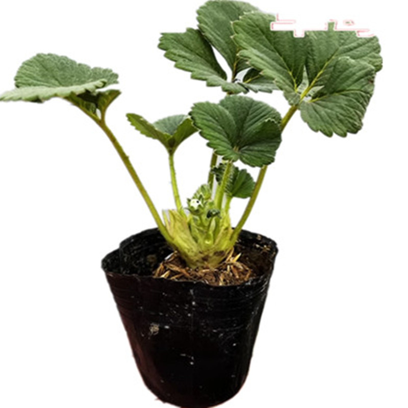 奶油草莓苗盆栽带盆带土种籽子可食用红颜四季结果阳台种植新苗秧