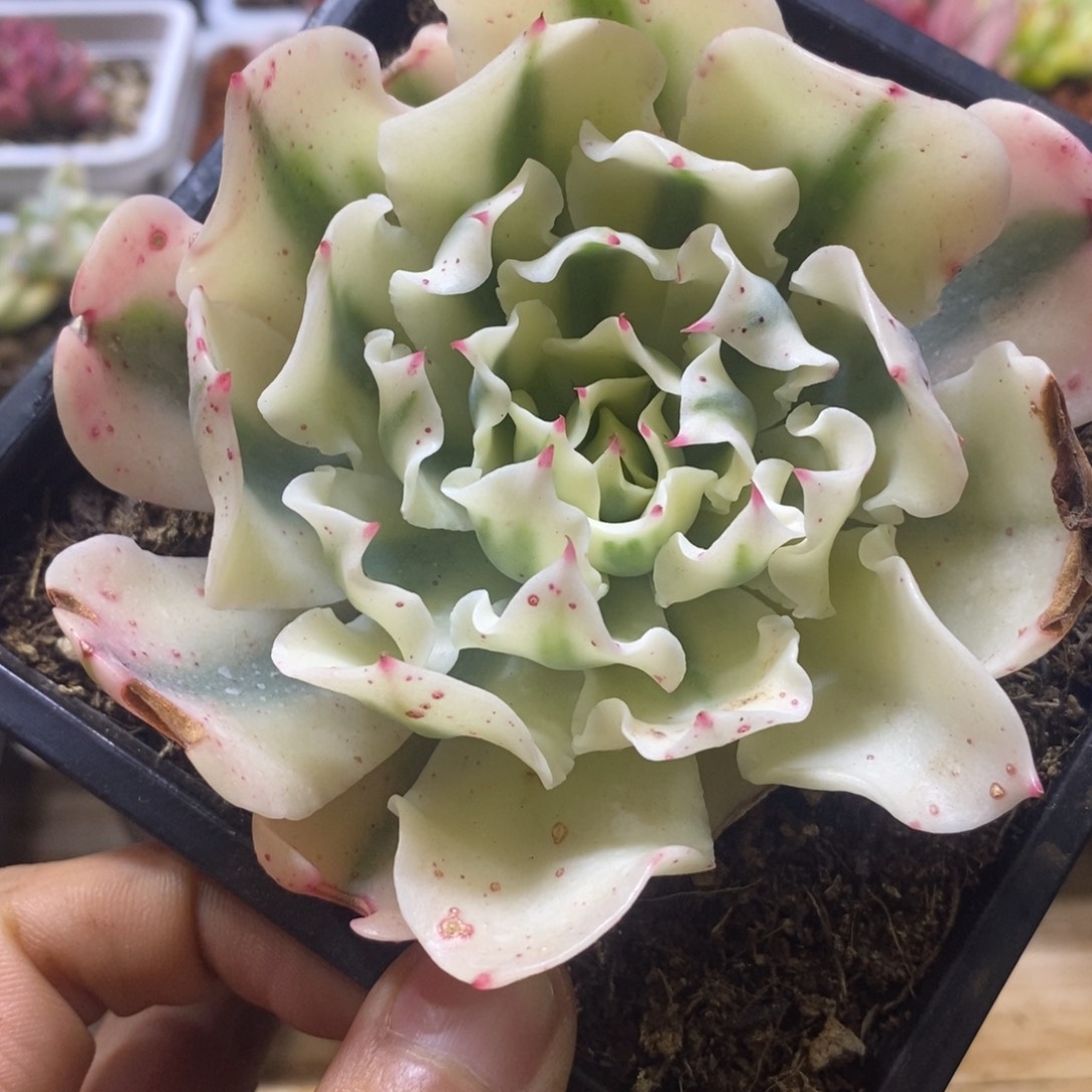 海啸锦 多肉植物