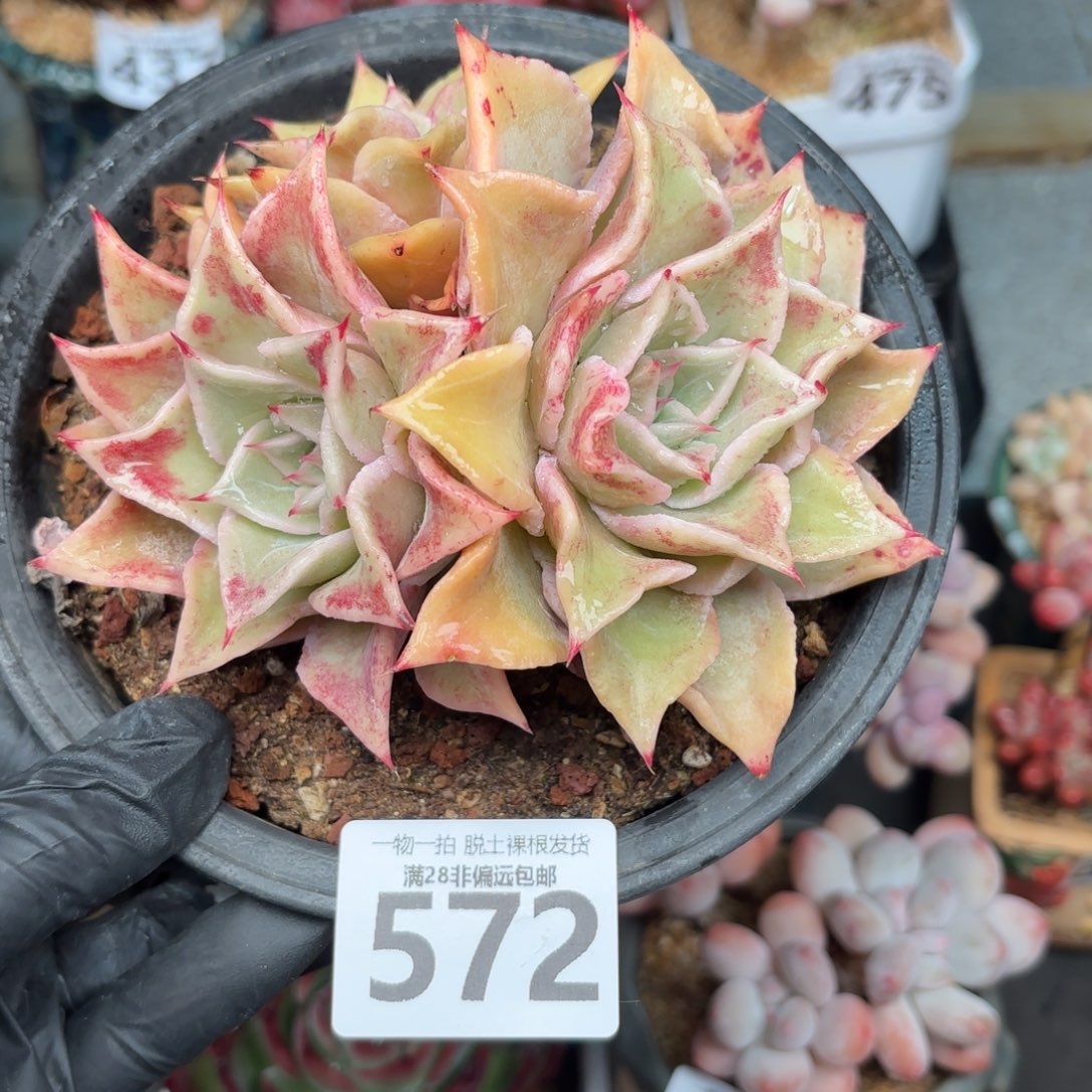 黄饺皮无盆土发货