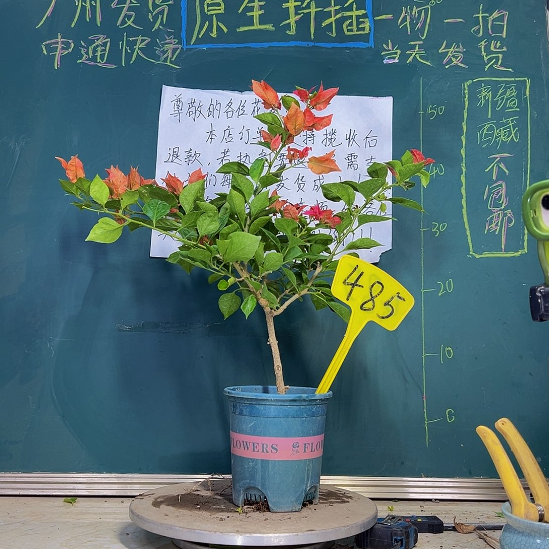 当前无花栽培后可以开花 佩德罗 485