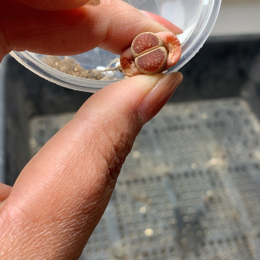 W328多肉植物保护