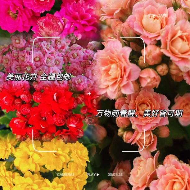 新疆包邮！长寿5盆随机发放