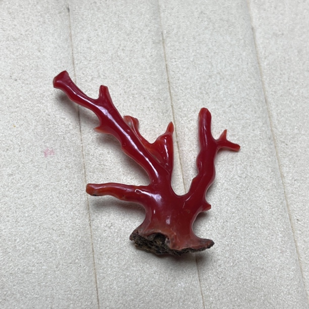 阿卡珊瑚原枝小摆件挂件【国检证书】