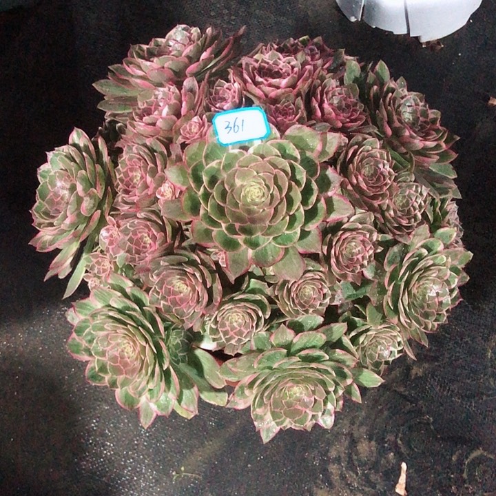 361莲花座多肉法师