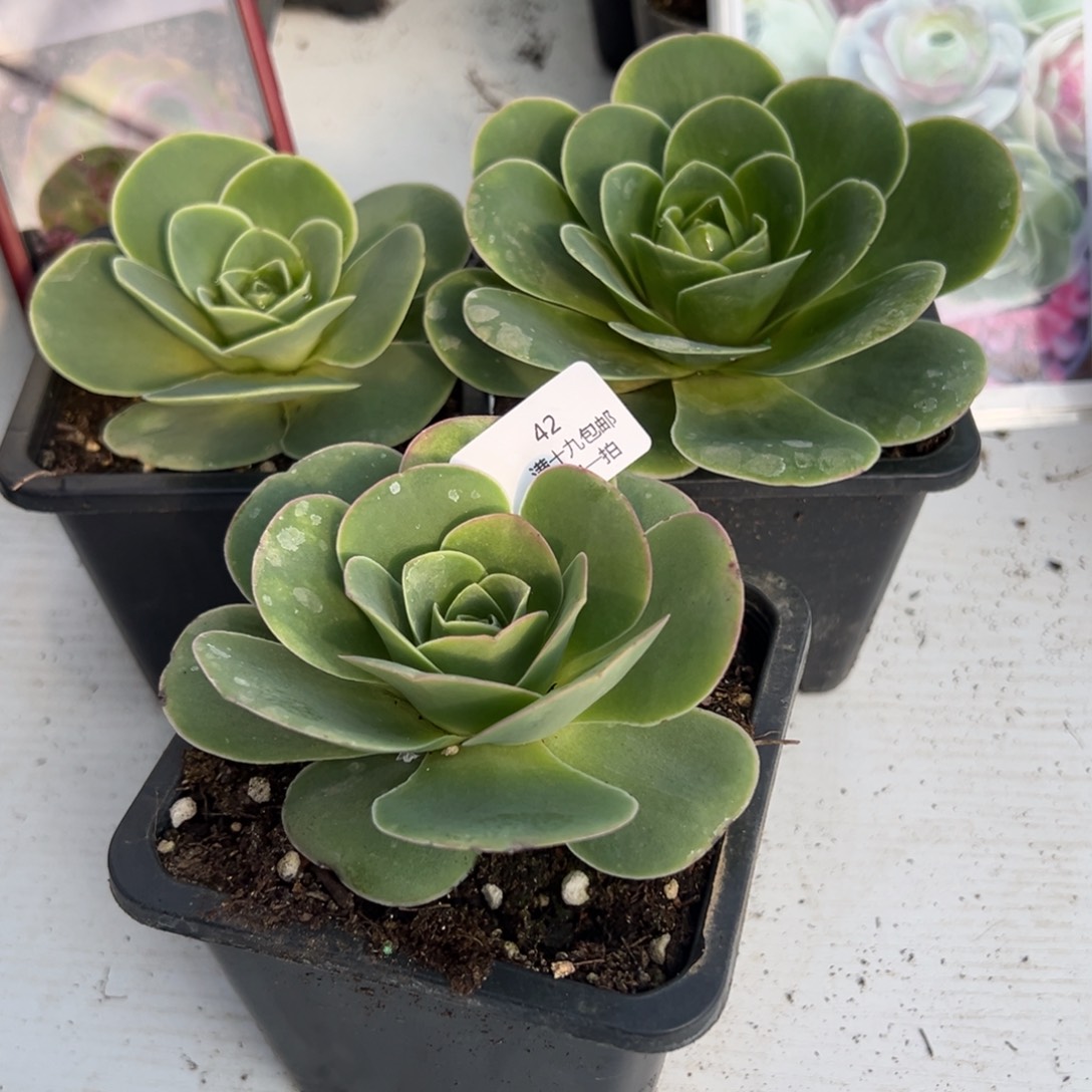 42 水蜜桃蟠桃帕优山地玫瑰基地带盆土