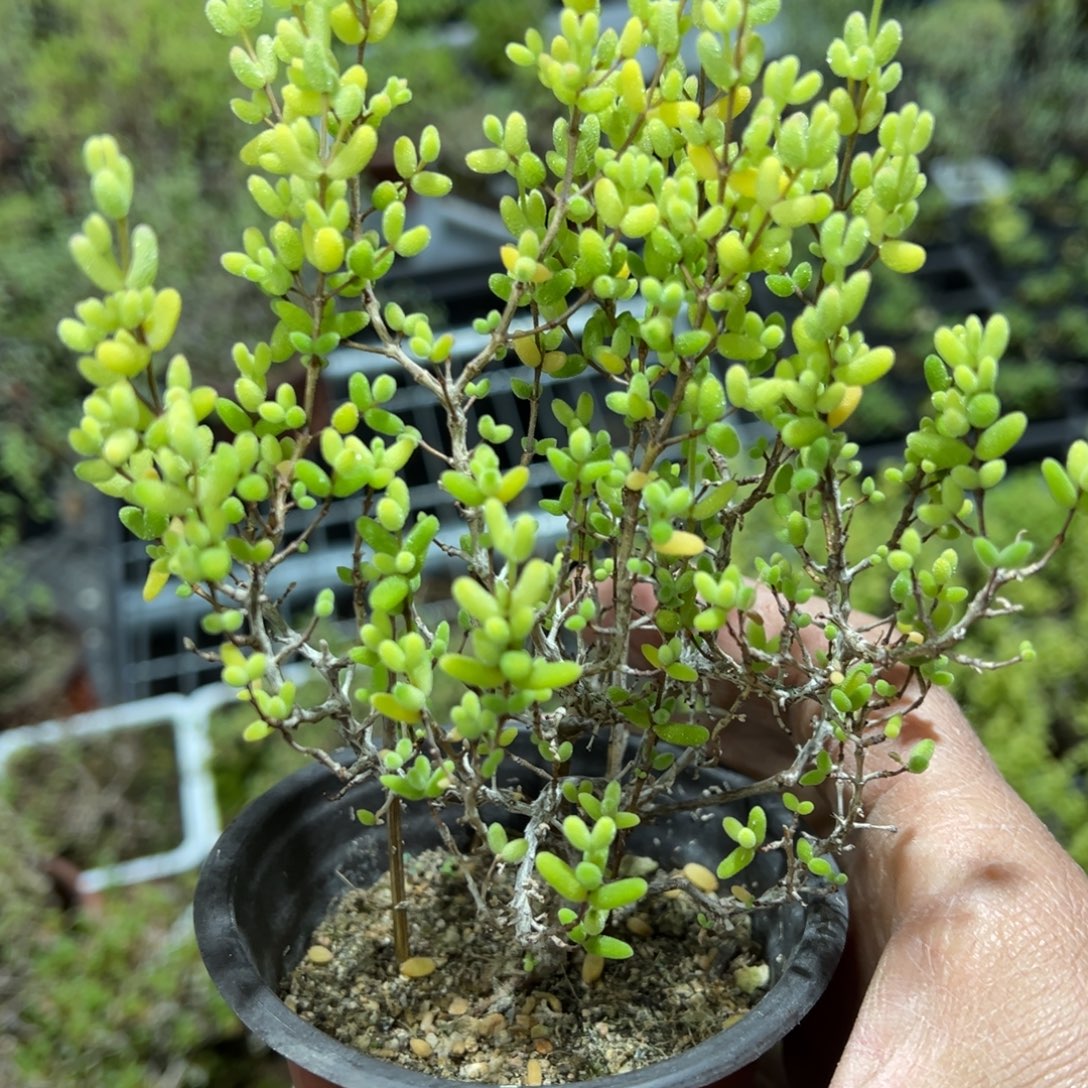 霜酪凝香90杯老桩福利