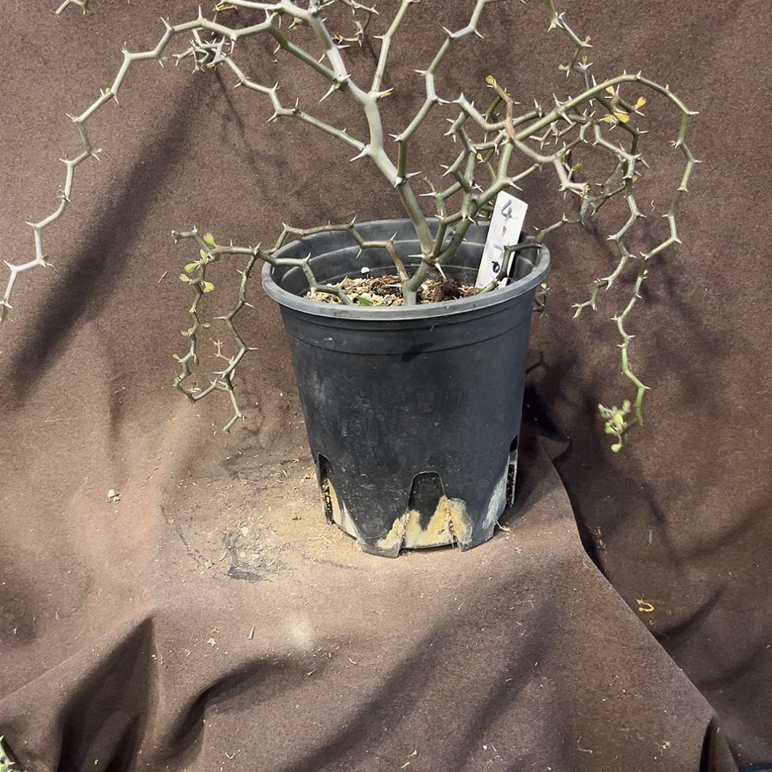 汤圆植物4170原价200