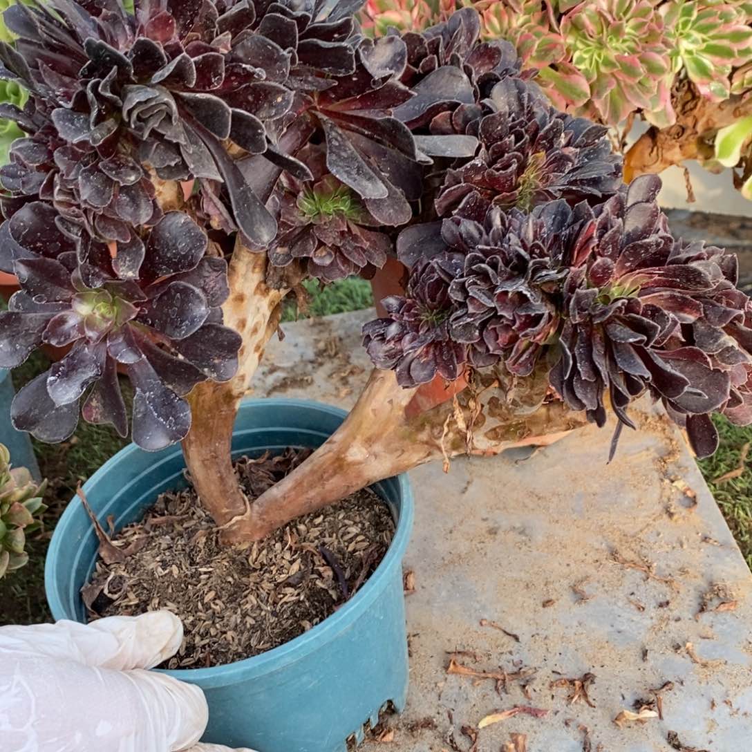 天***才不开花植物欧紫缀化1颗多肉