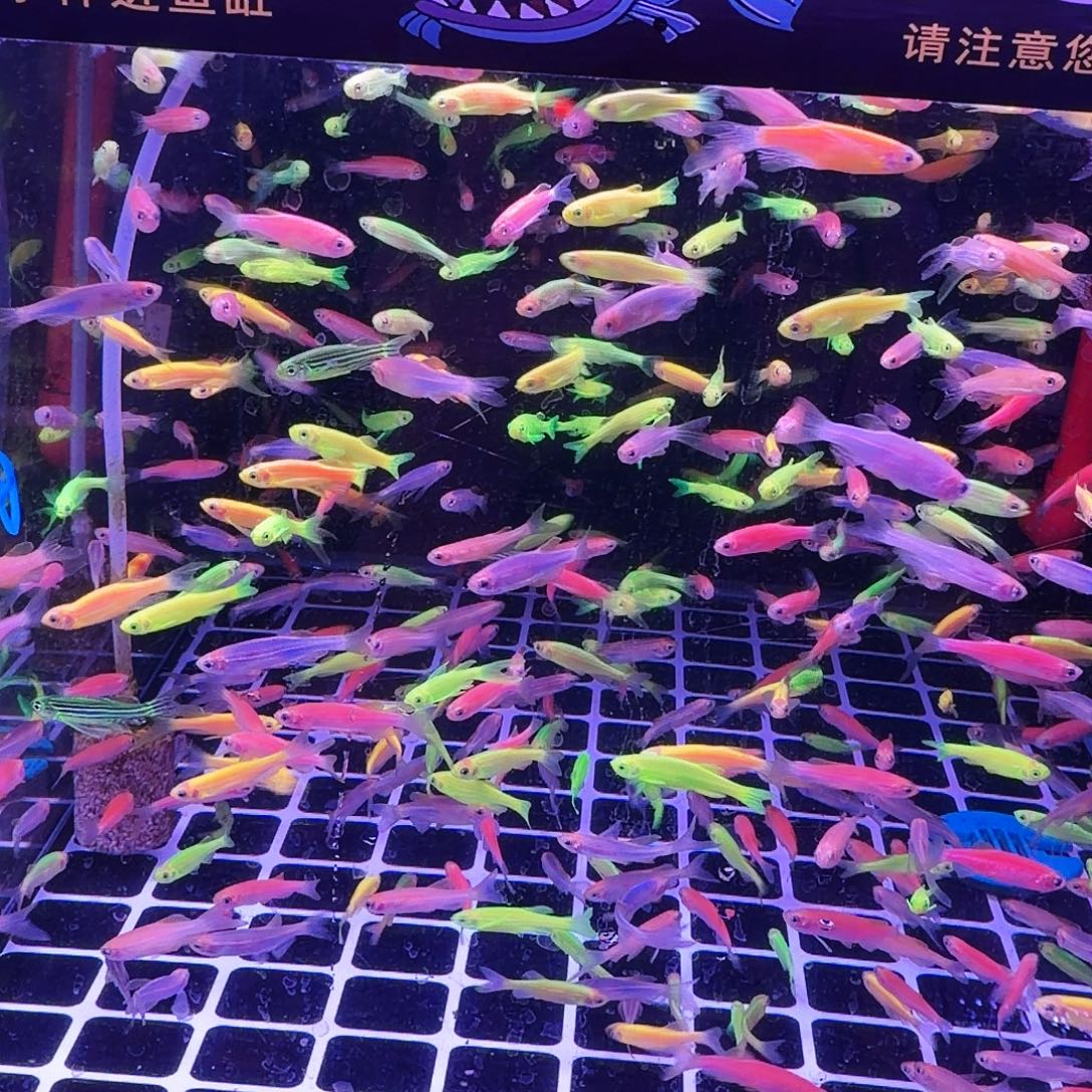 斑马鱼颜色随机短尾糖果斑马66条(50条送16条备损)