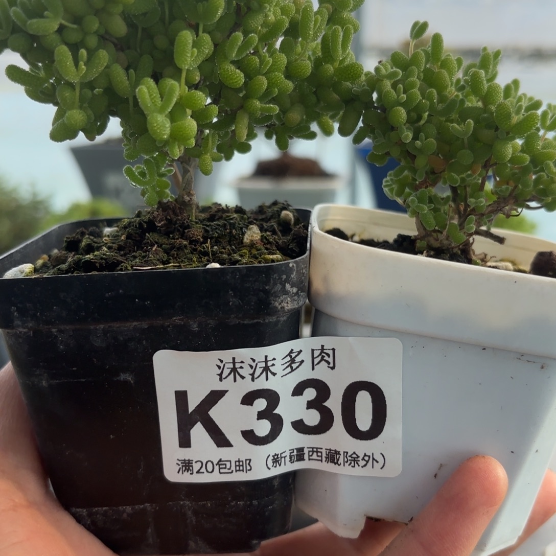 330蜜橘和金橘组合