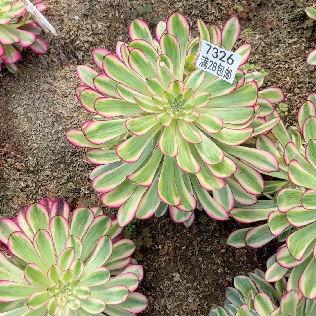 C. 7326白月光多肉