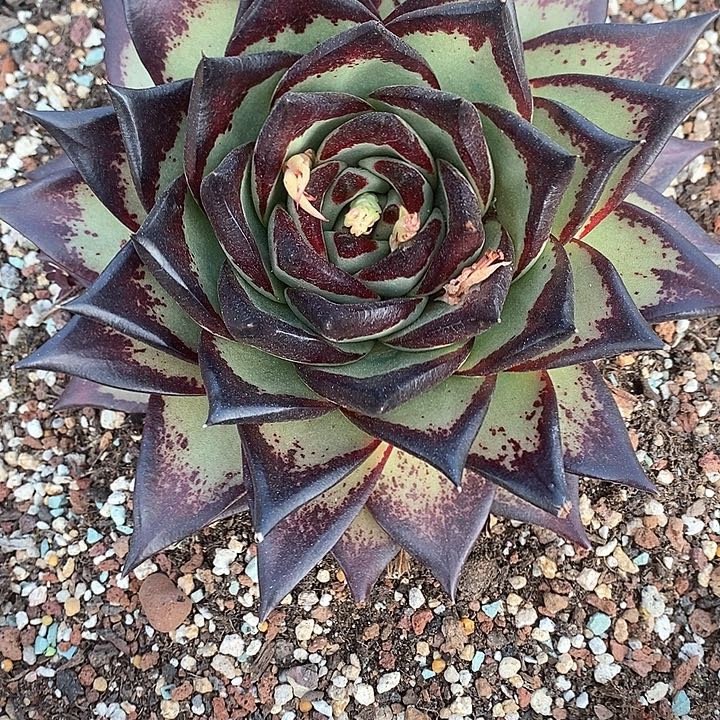 1603———直播福利墨二