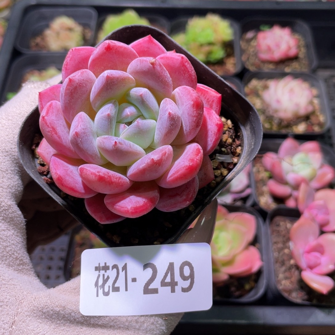 花利美21-249冰糖