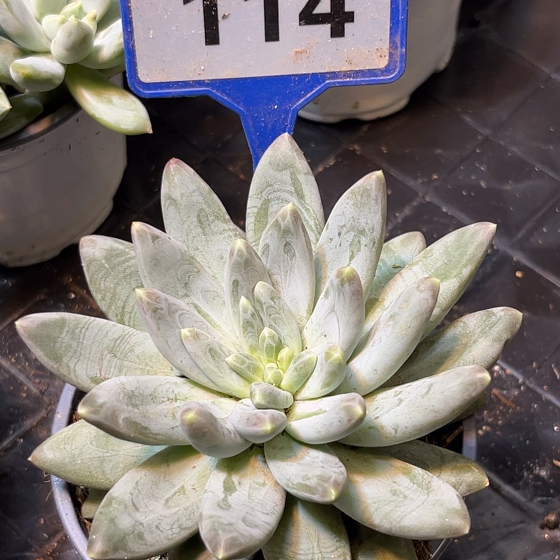 多肉植物雪黛莉114