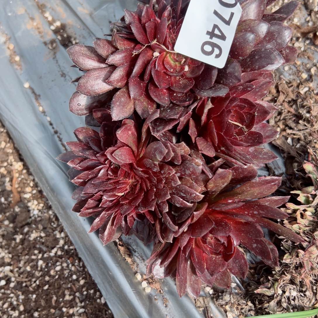 746 号多肉植物法师新年福利