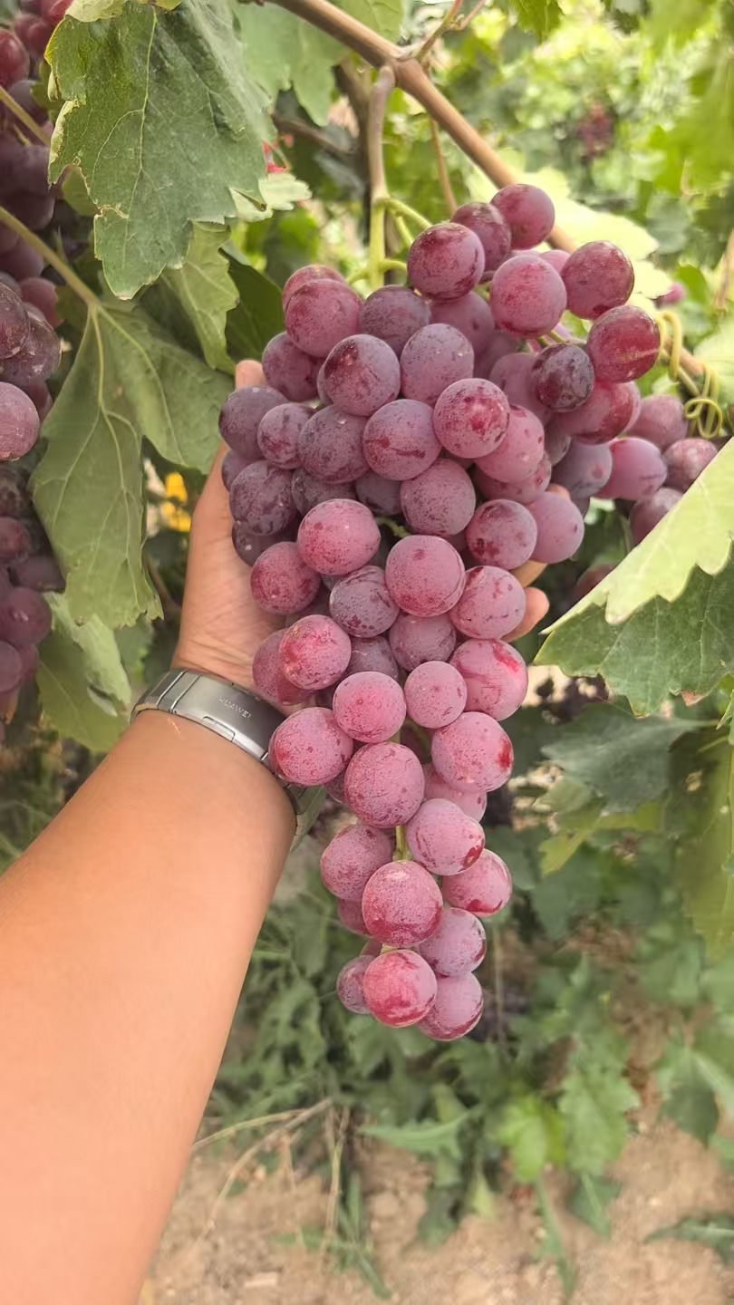 新疆空运直发吐鲁番全球红葡萄现摘现发