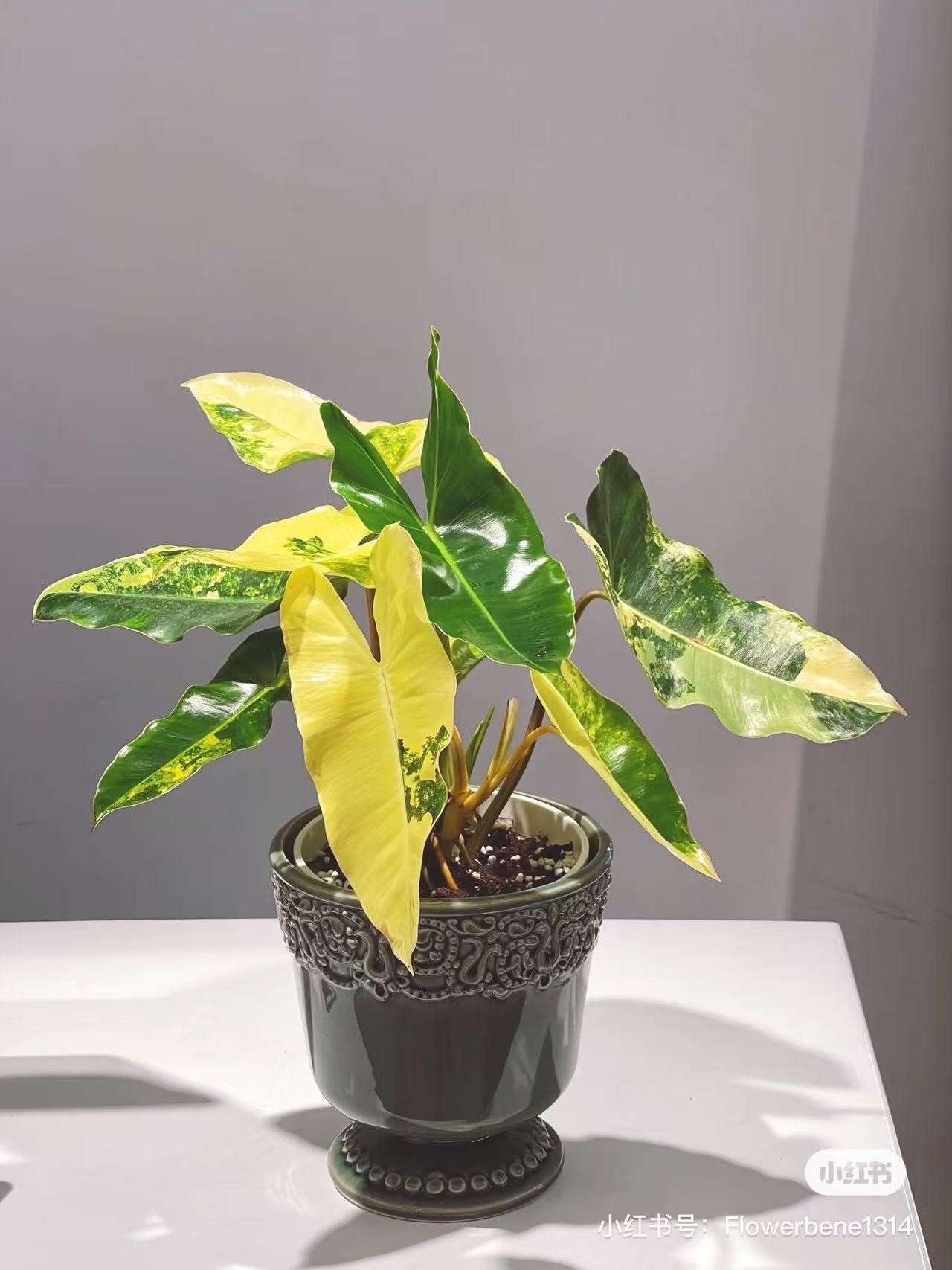 黑樱桃粉公主蔓绿绒  送明脉锦蔓绿绒