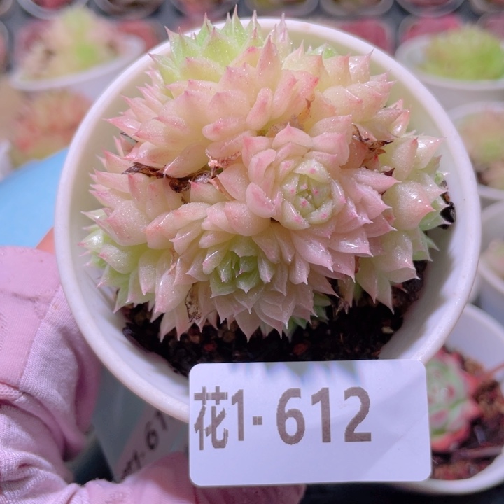 花利美1-612麦秆群