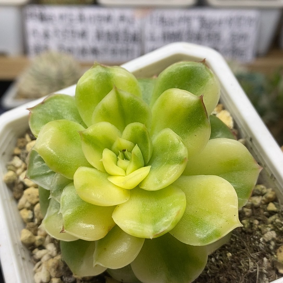 2633 优秀冰城花脸锦 需延时发货