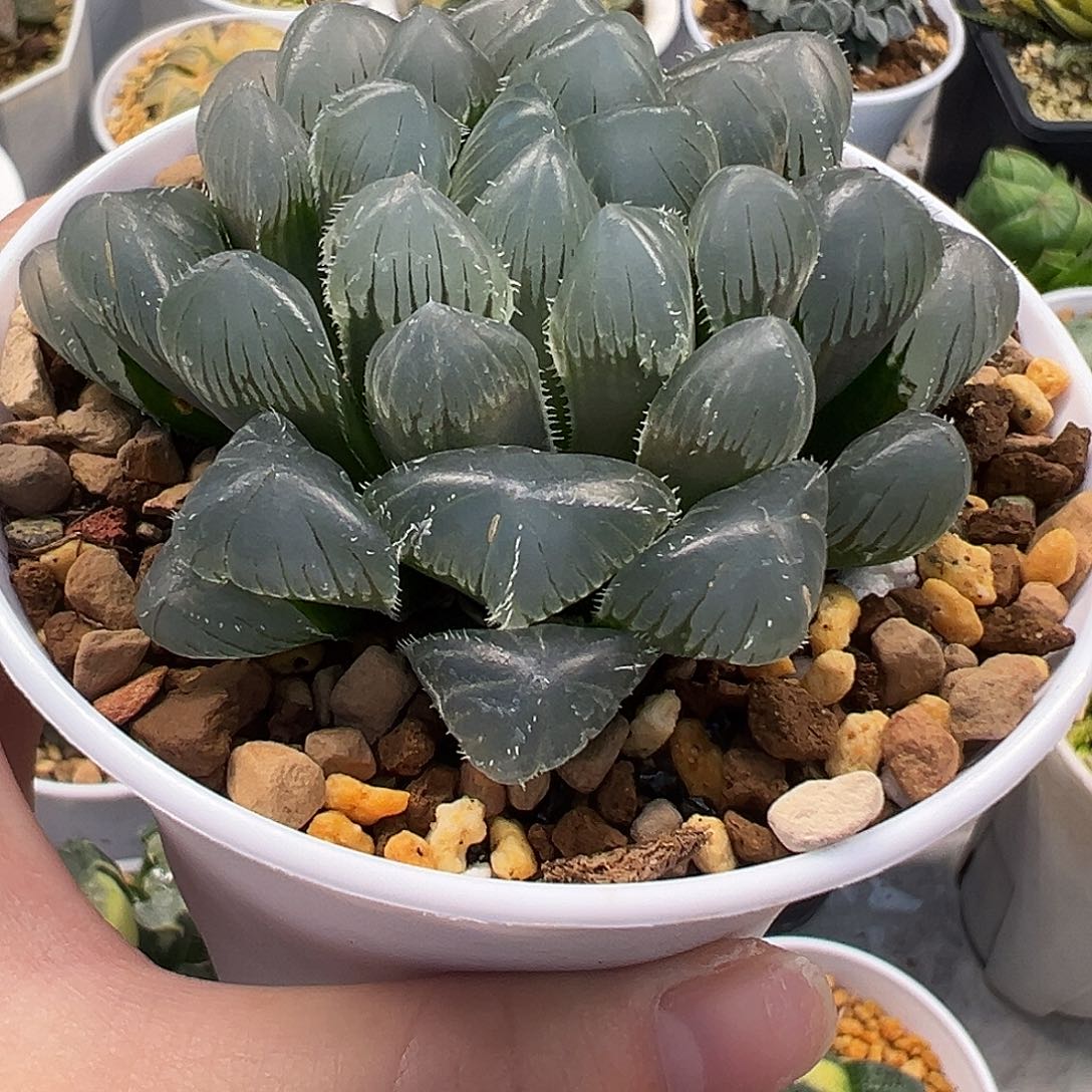 白赤线玉露十二卷多肉植物