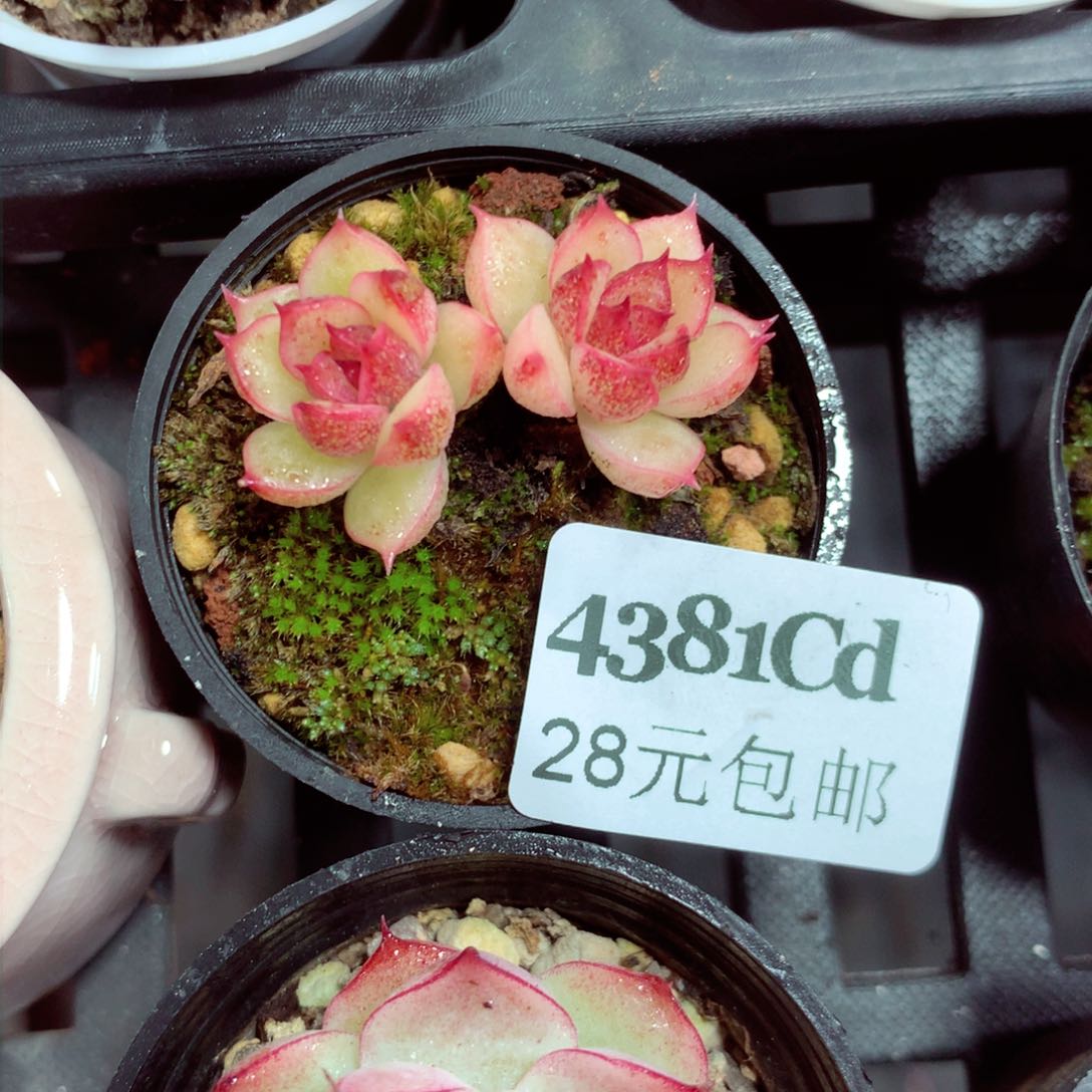 5厘米盆精控多肉4381