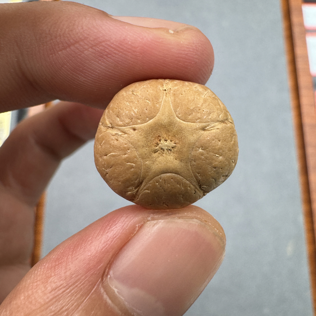 19+五星上将菩提凤眼手串三通佛头，非质量问题开孔不退ck2600