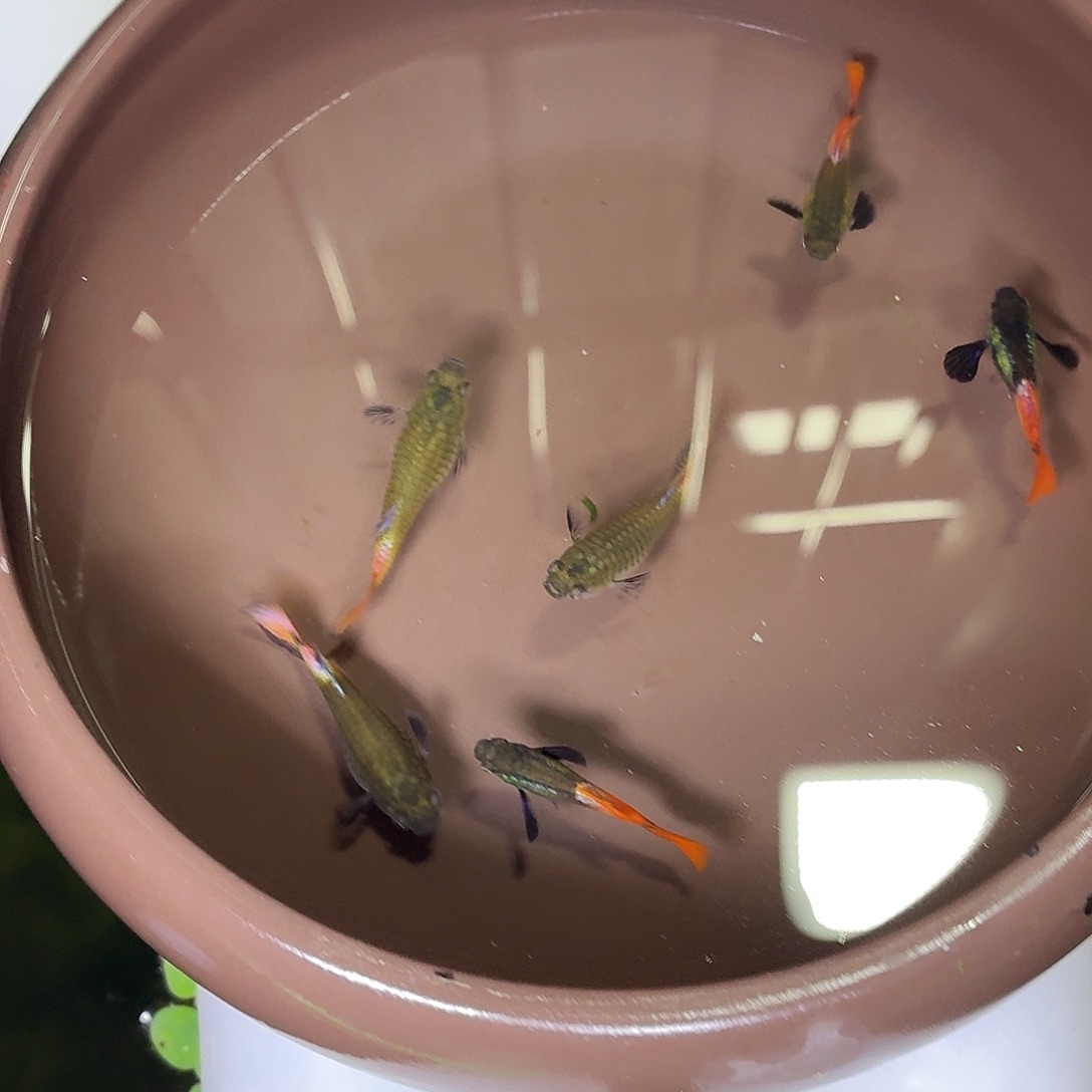 孔雀鱼白金红尾三对