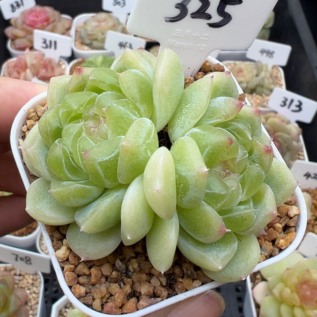 325号泼天富贵 晗雨