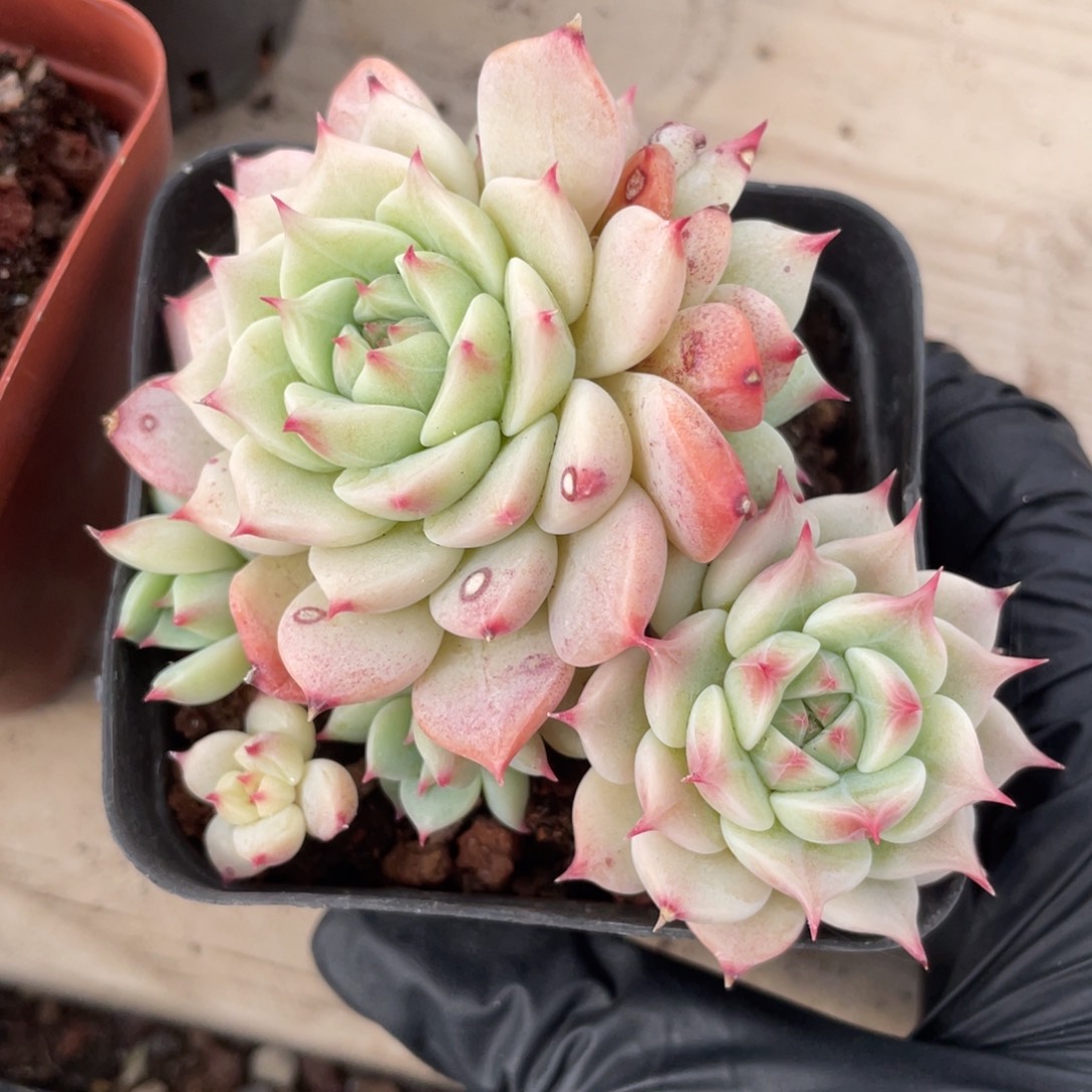 优选蓝眼福利1314