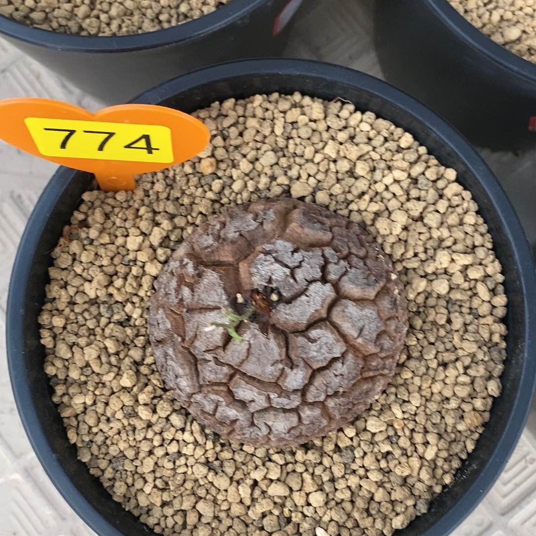 南非龟甲龙龟甲龙6.5