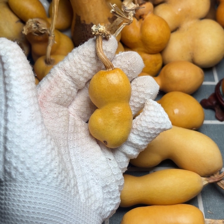 ～****葫芦印66666666666