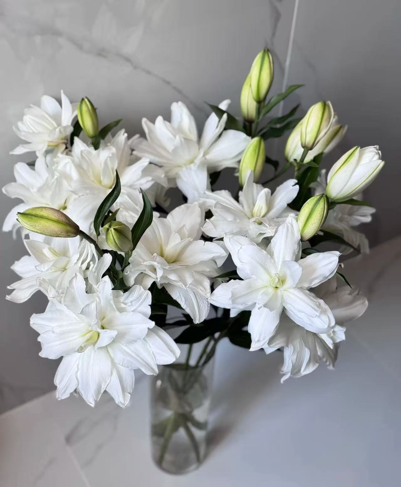 氧花季 多头雪莲花重瓣百合 一单包邮 两单升级快递