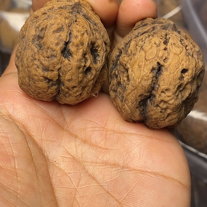 文玩核桃把件云南铁核桃10