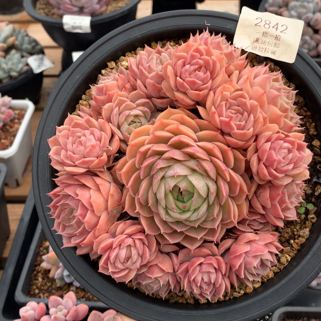 16厘米17头昂斯诺手捧2842