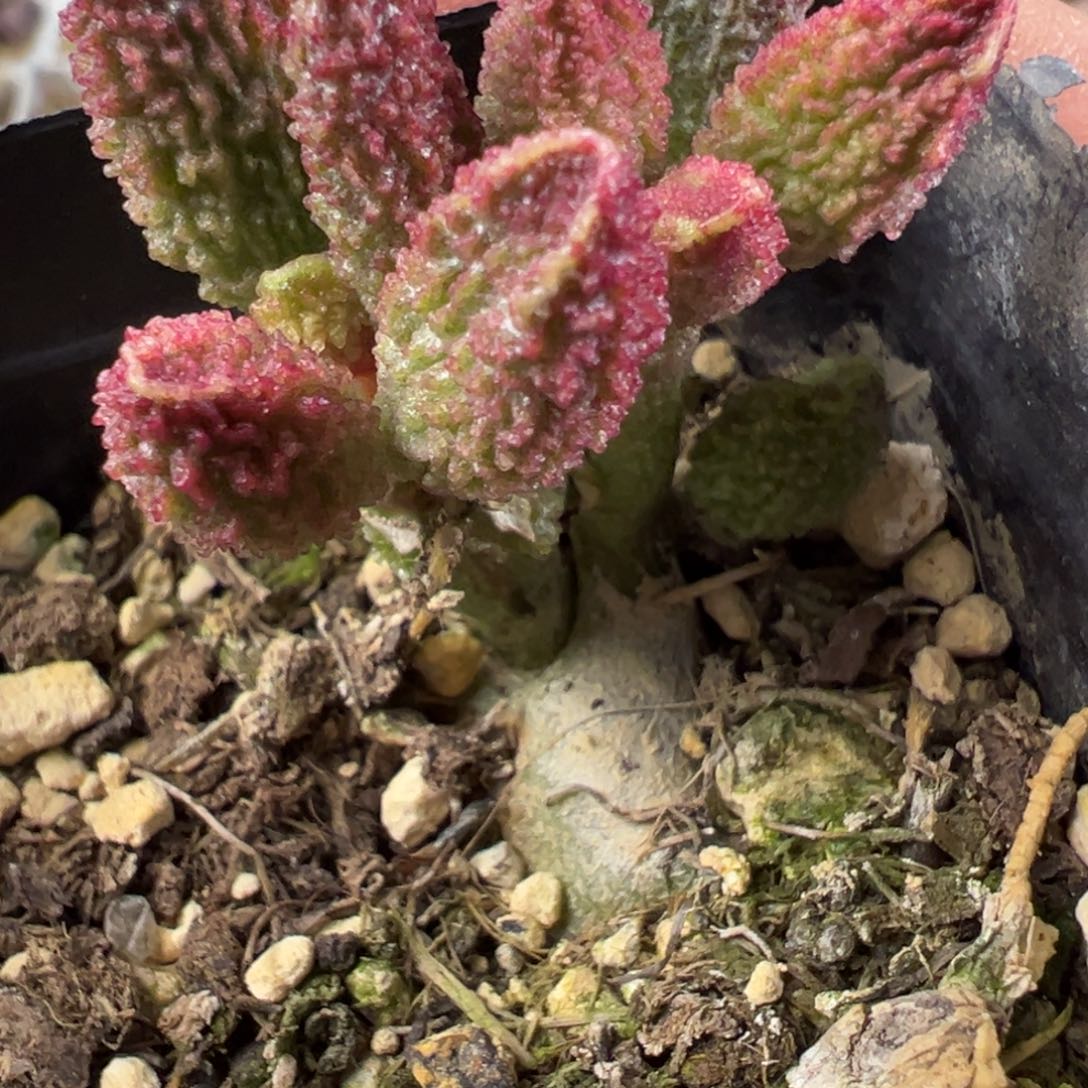 实生新品多肉植物水泡