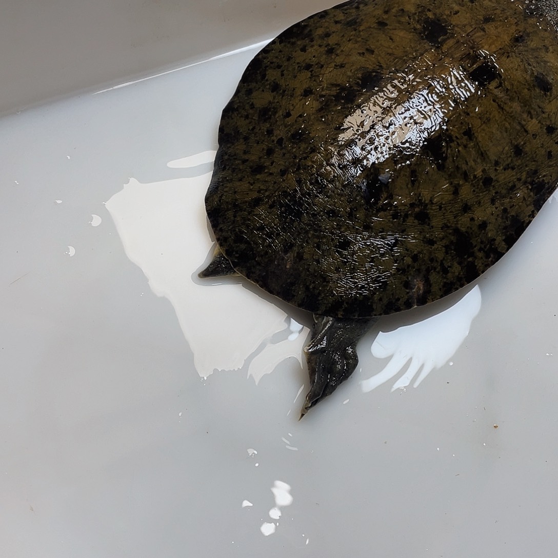 中国大陆123456788