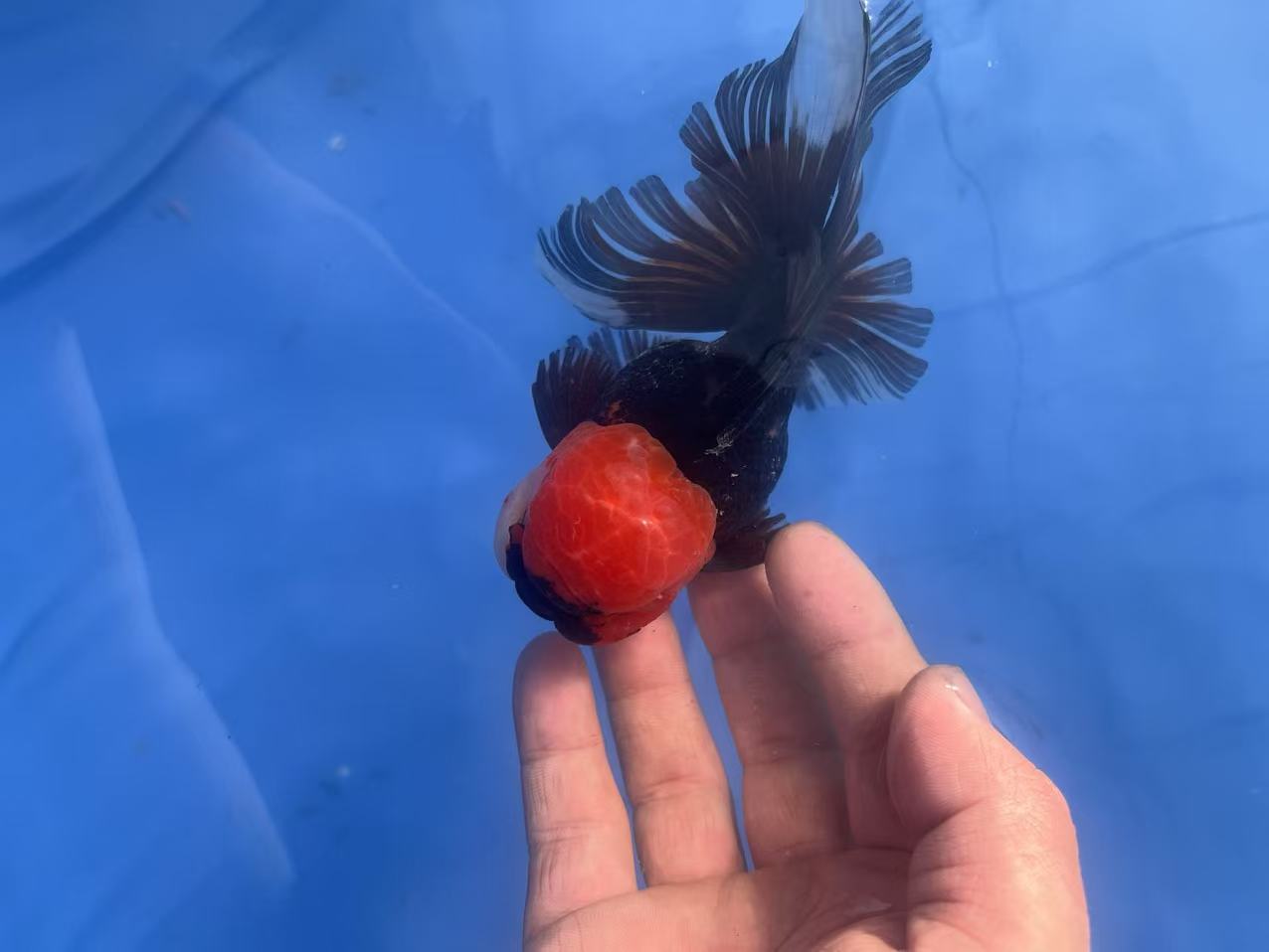 观赏鱼百褶泰狮金鱼