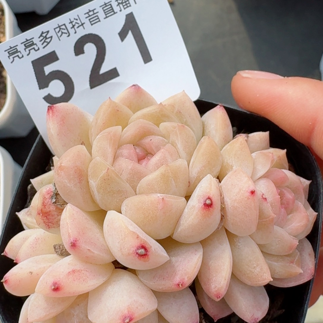 白桃群生         精品多肉