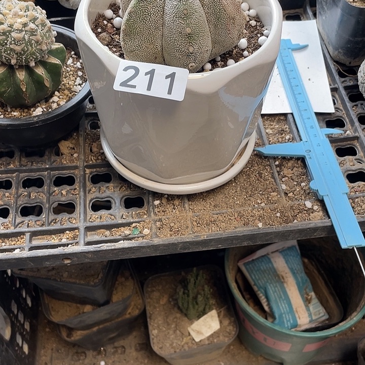 仙人球211号草球球