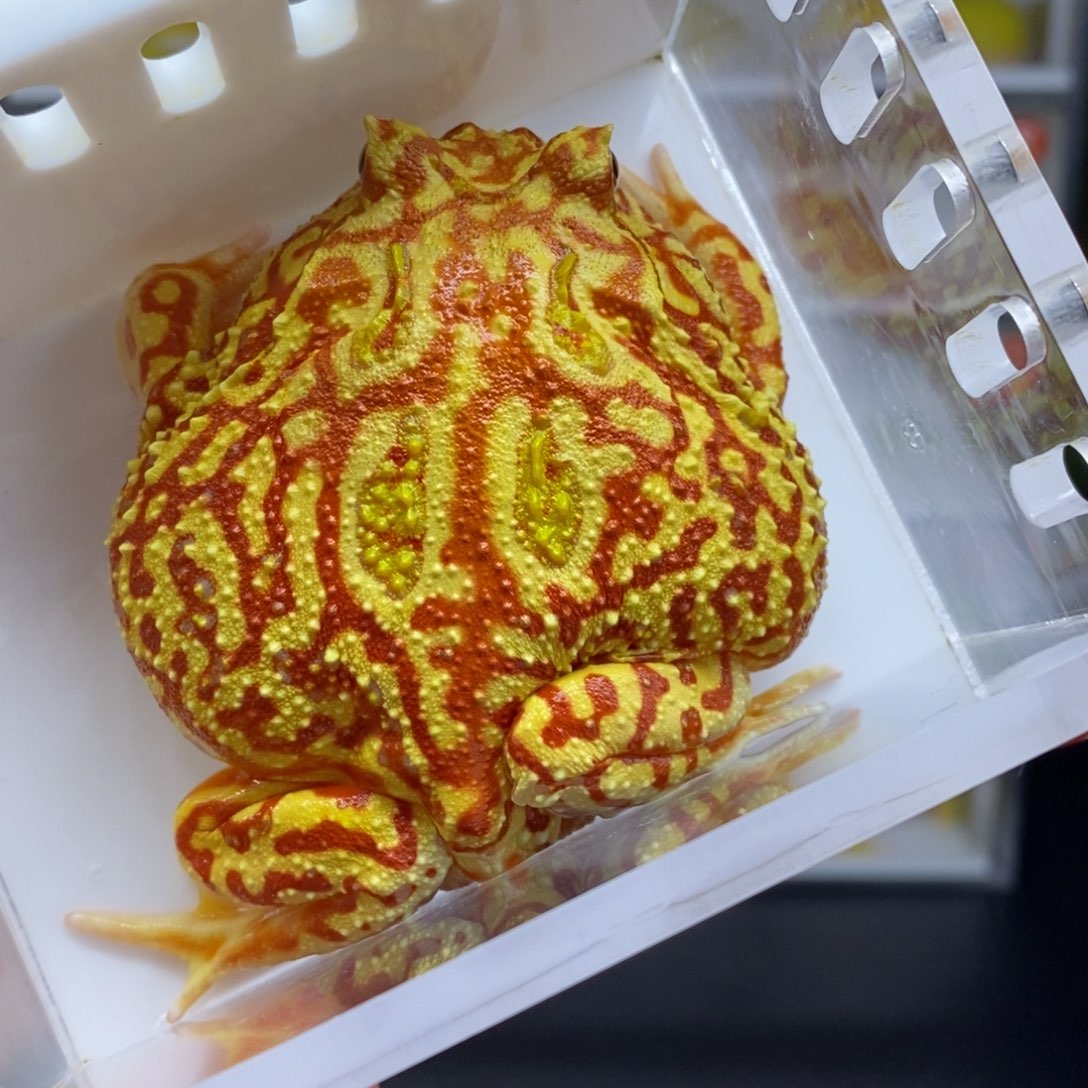 角蛙发出不退换南美角蛙编号7