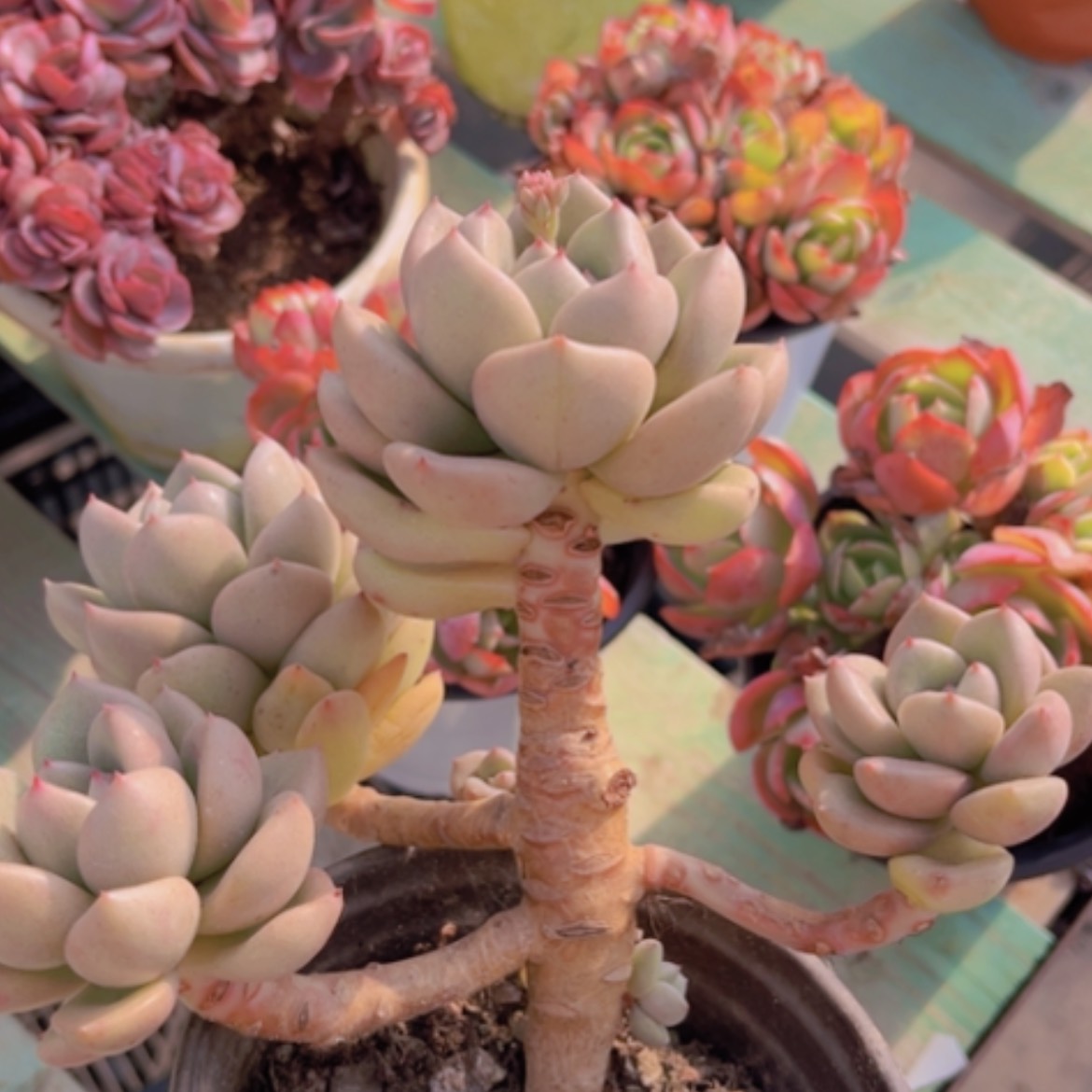 【闪购商品】奶油鳄梨1353