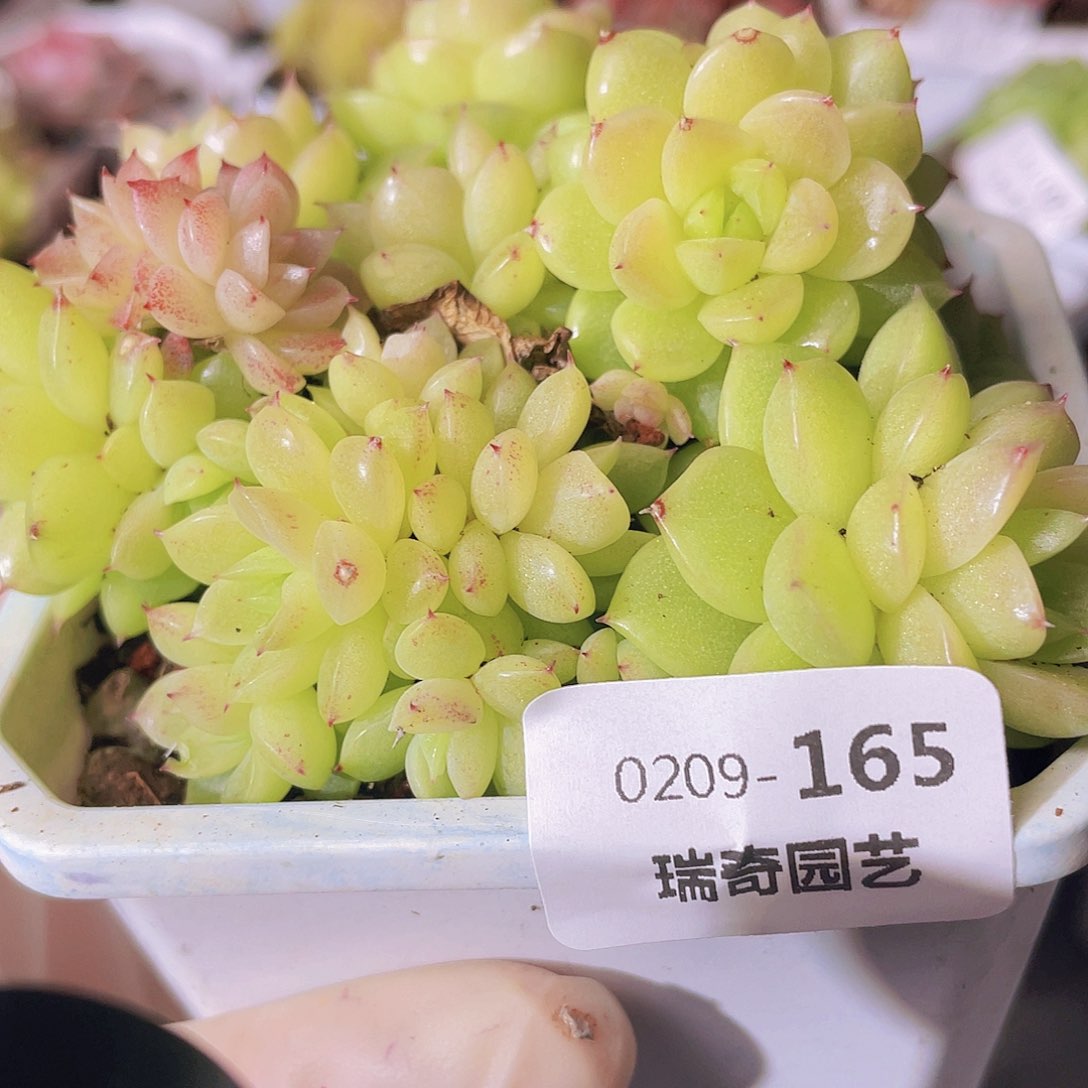 000000000000000165一物一拍