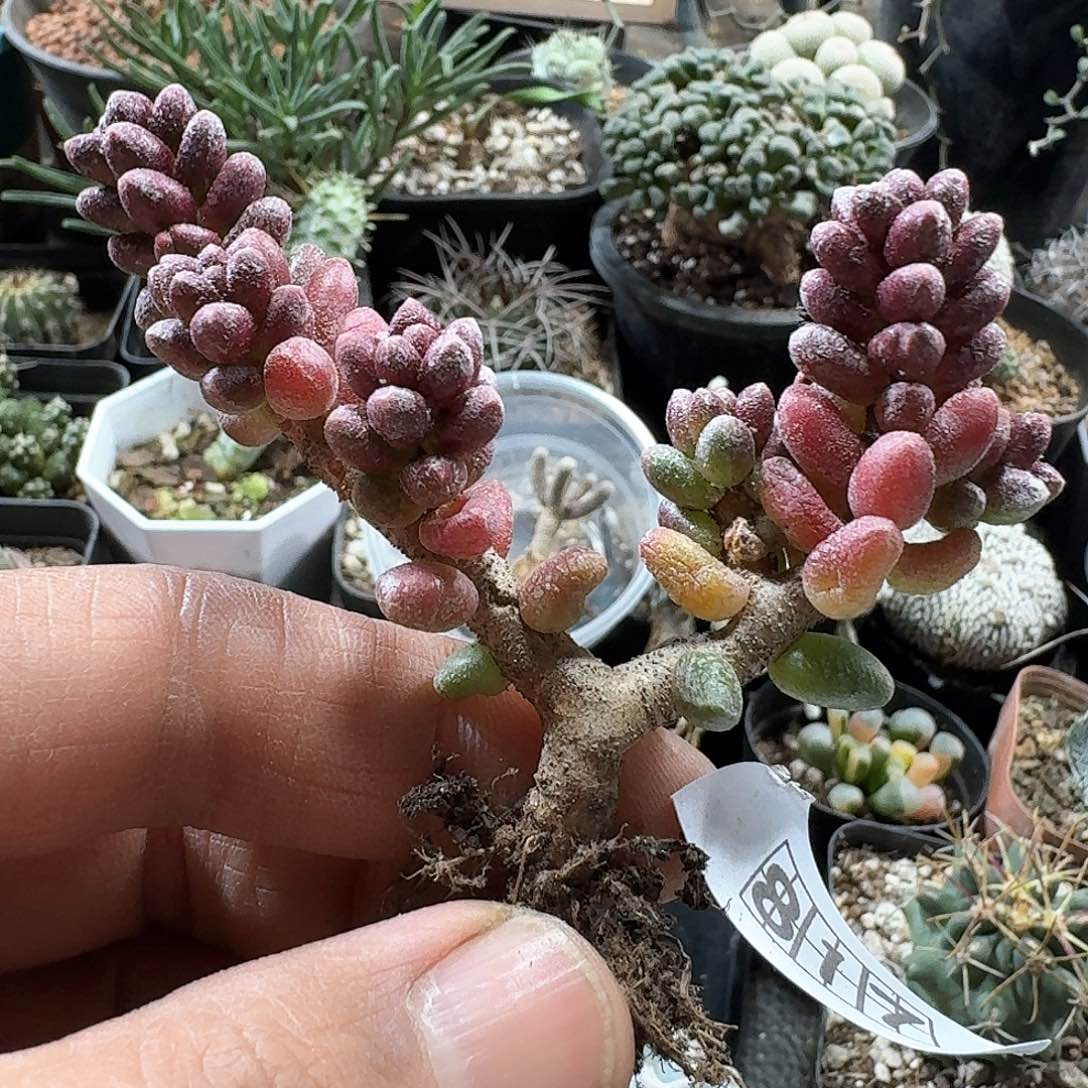 817寿桃青锁龙脱土发货