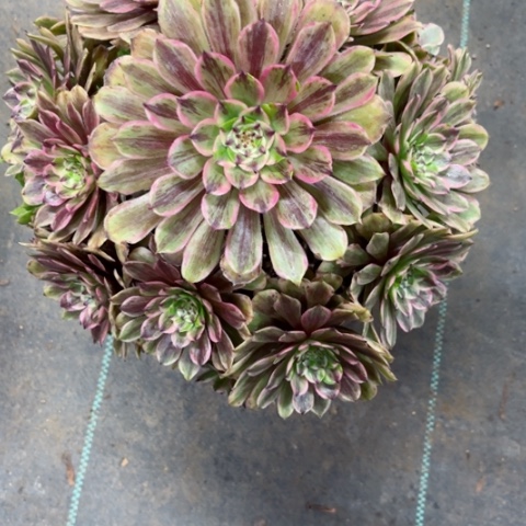 多肉植物花脸粉黛