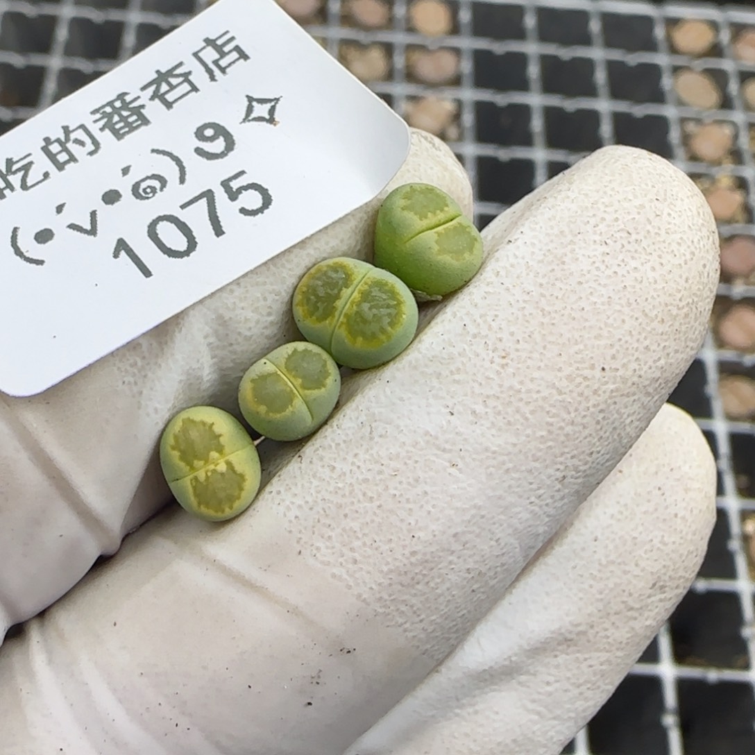 满***星1075。绿菊不大。。。。。。